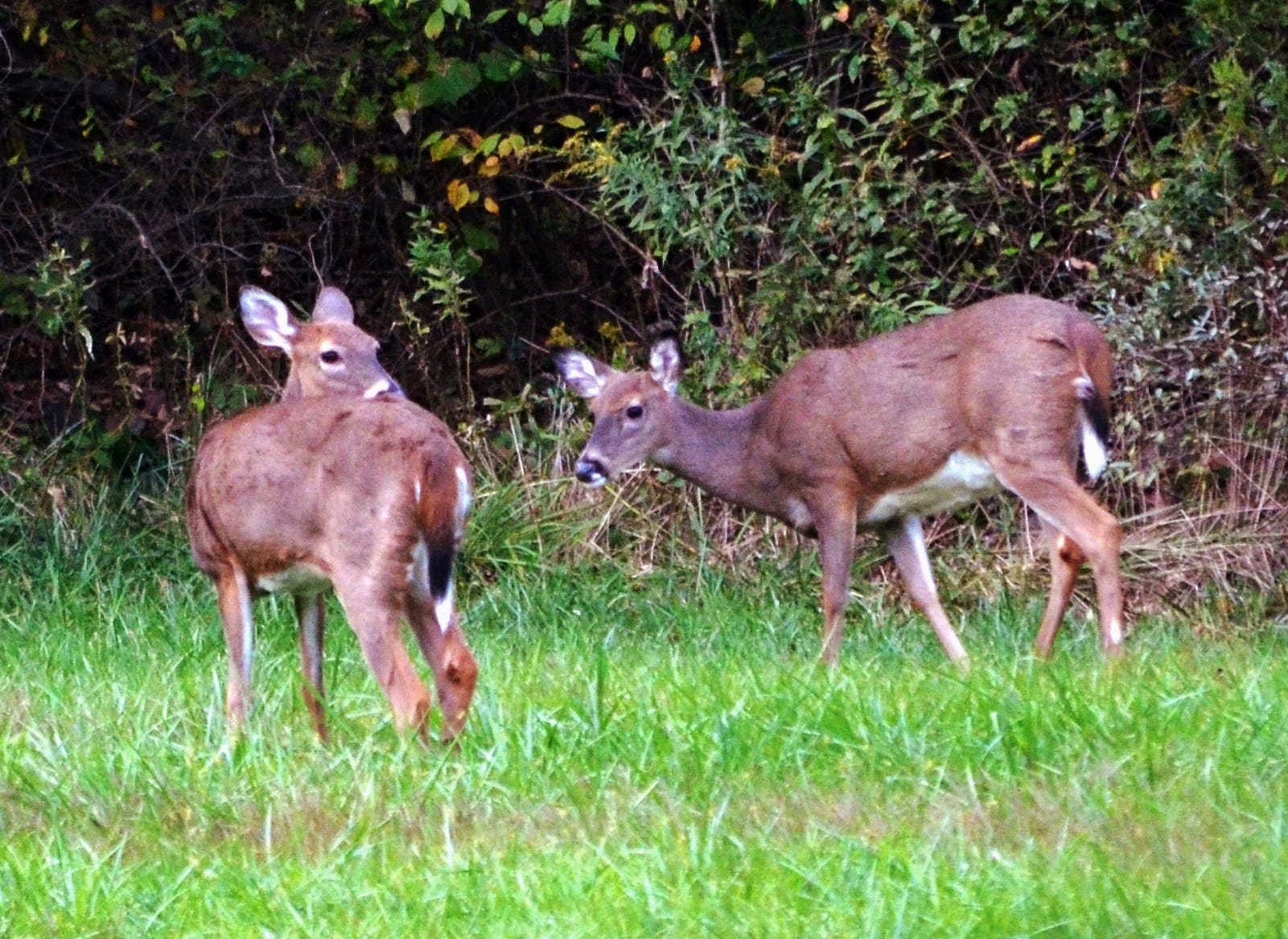Cunny hole stretched virgin Thumb luck deer farm